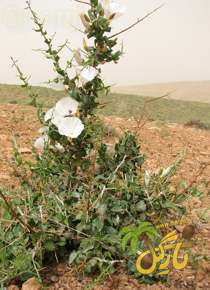 پیچک درختچه ای